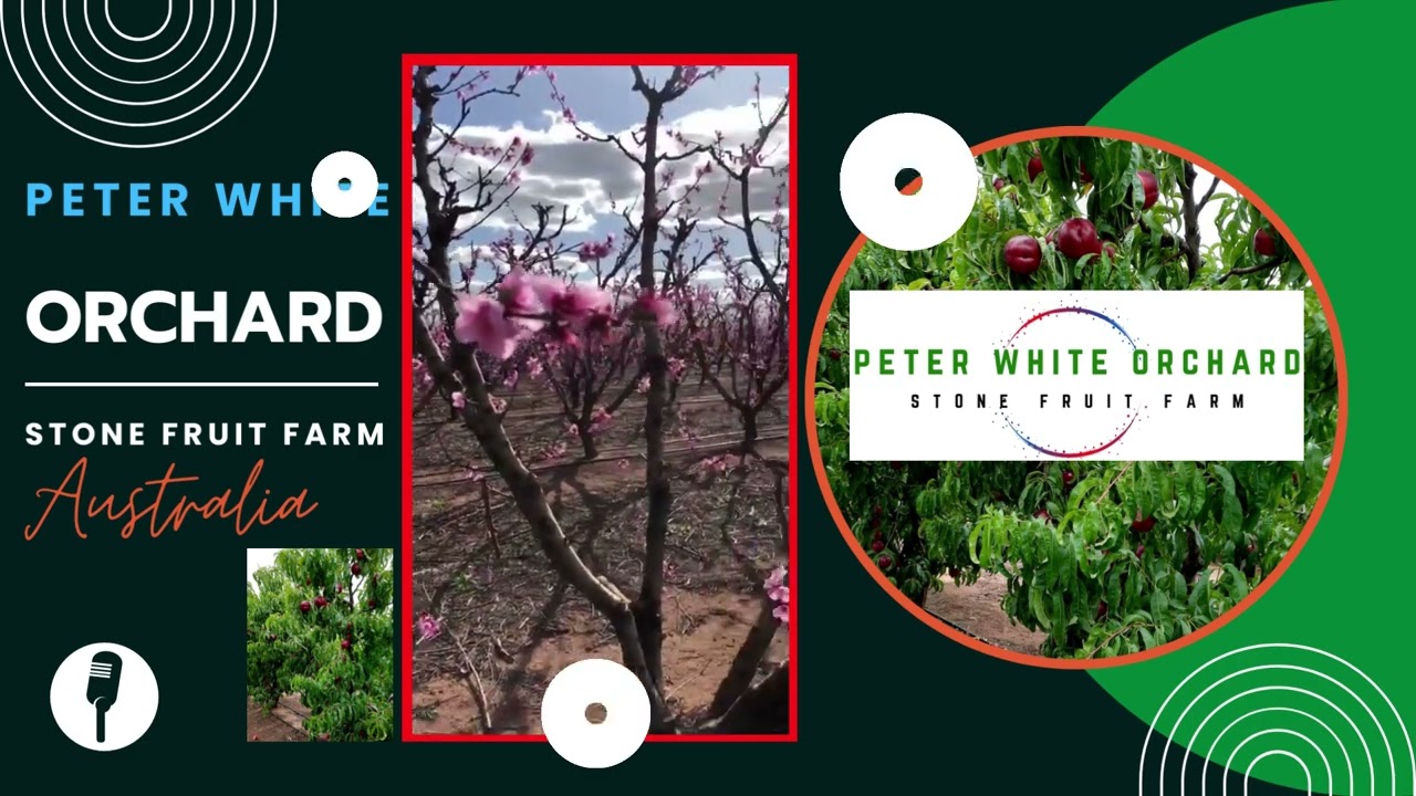Stone Fruit Farm | Peter White Orchard | Australia | Tuấn Hoba #farm #fruitfarms #farmers
