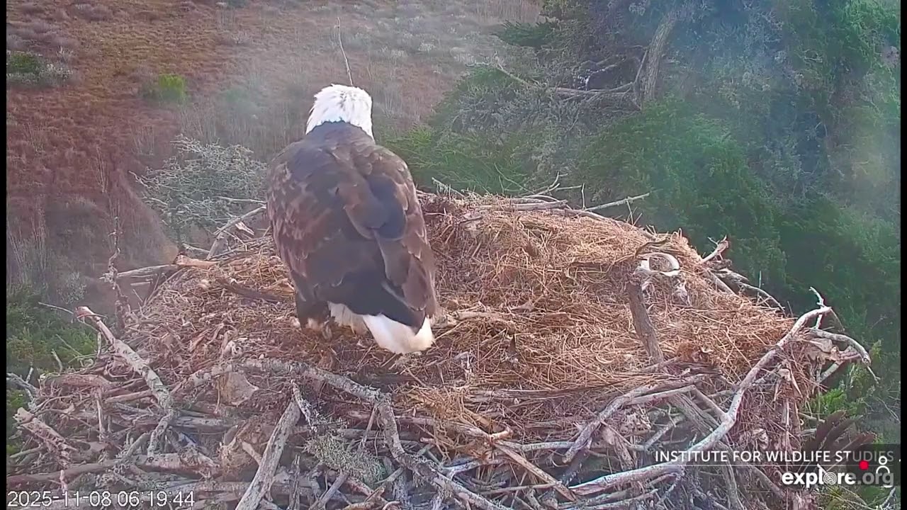 Jak & Audacity -Sauces Eagle Nest❤️11/08/25