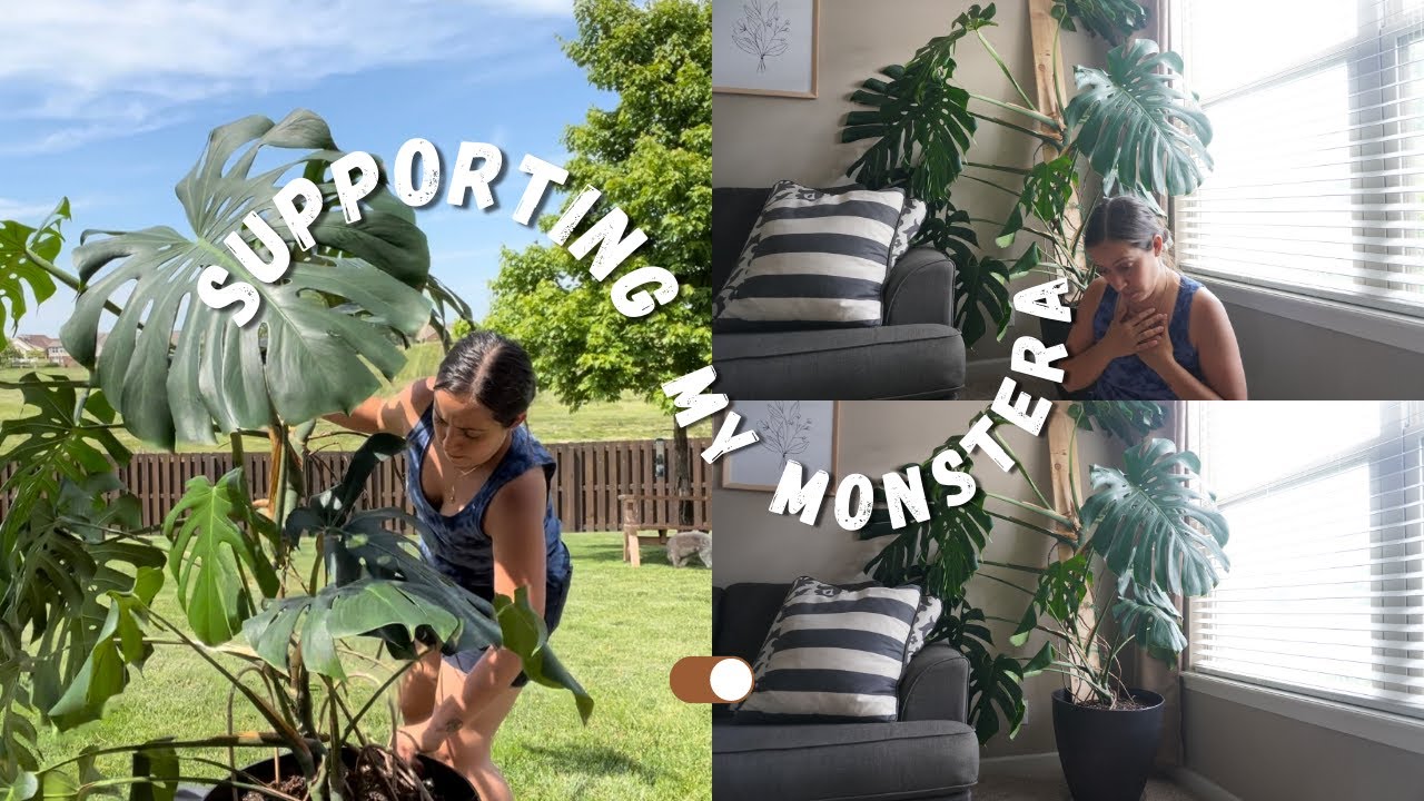 How to add a large Monstera Deliciosa to a wood plank