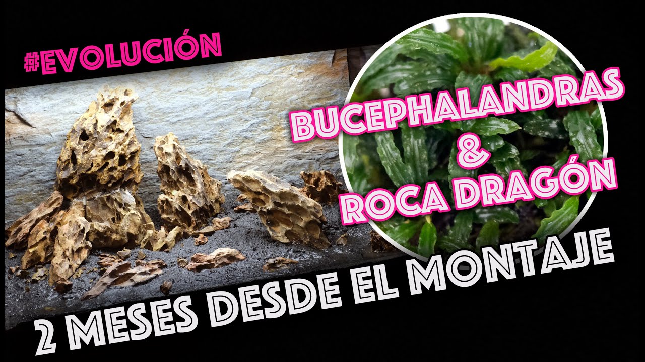 Evolución acuario 🐟  Bucephalandras 🌿  y Roca Dragón 🎥