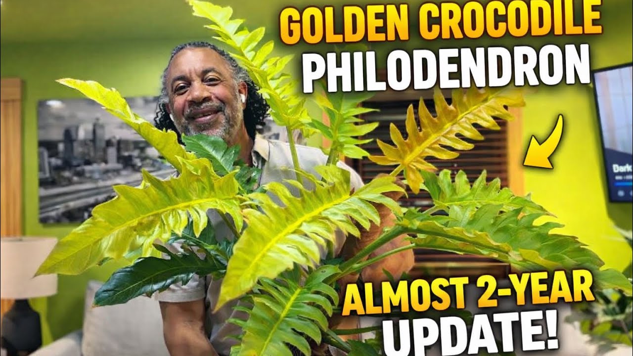 Philodendron Golden Crocodile🌿Almost 2Year Update |Living Its Best Golden Life #philodendron #aroids