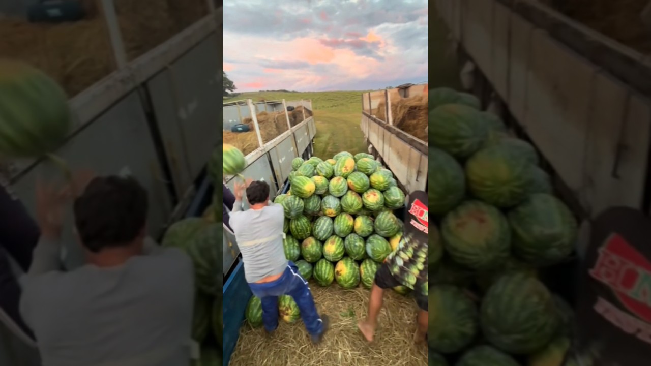 Арбуз Конго 🍉💪🏻🚛 +79128475201 WA/TG