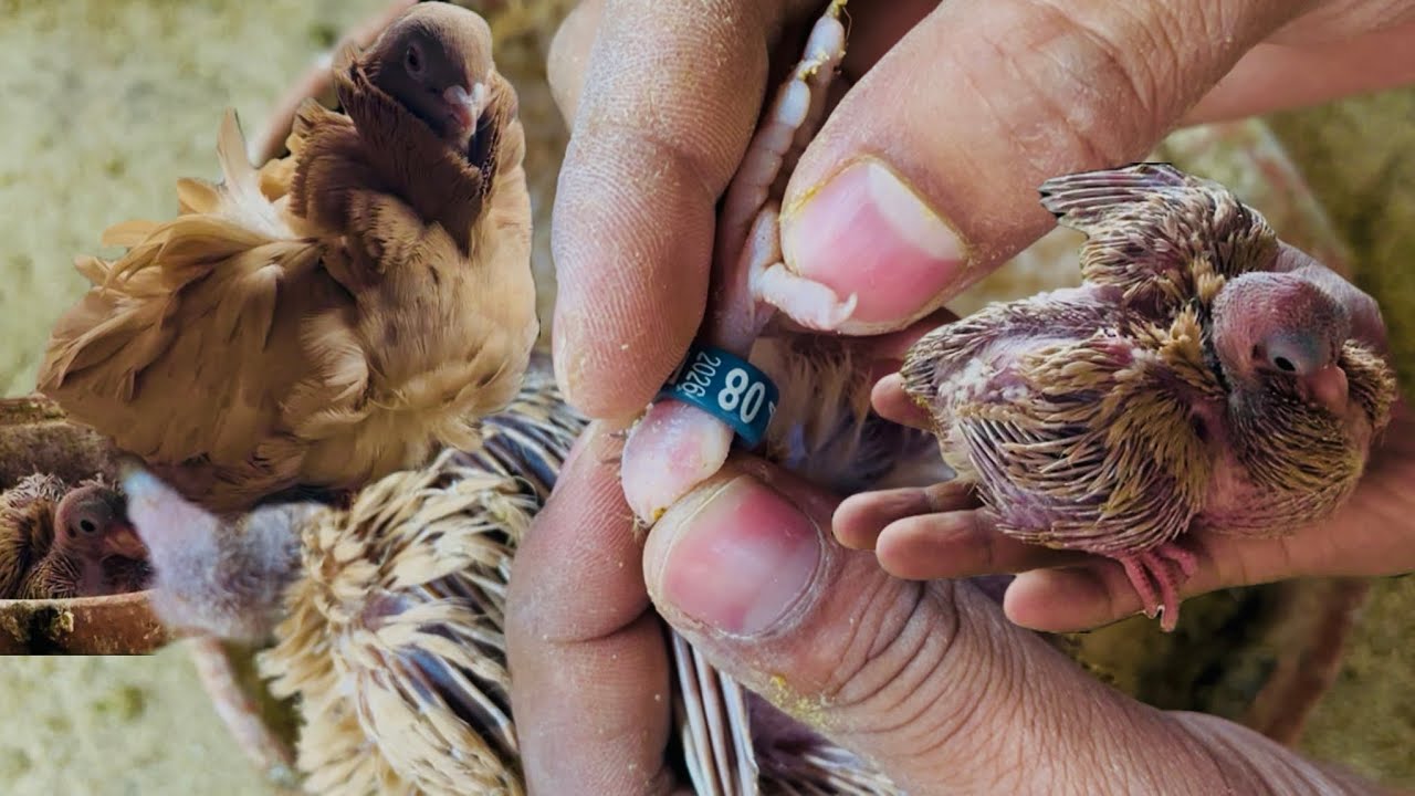 how to make pigeon rings at home🕊️.pigeon lag ring. Baby pigeon foot rings 