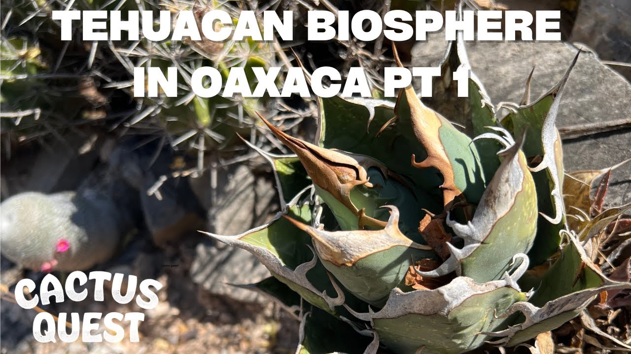 Ботаника Оахаки и размышления о таксономии агавы (Agave oteroi / tianota)