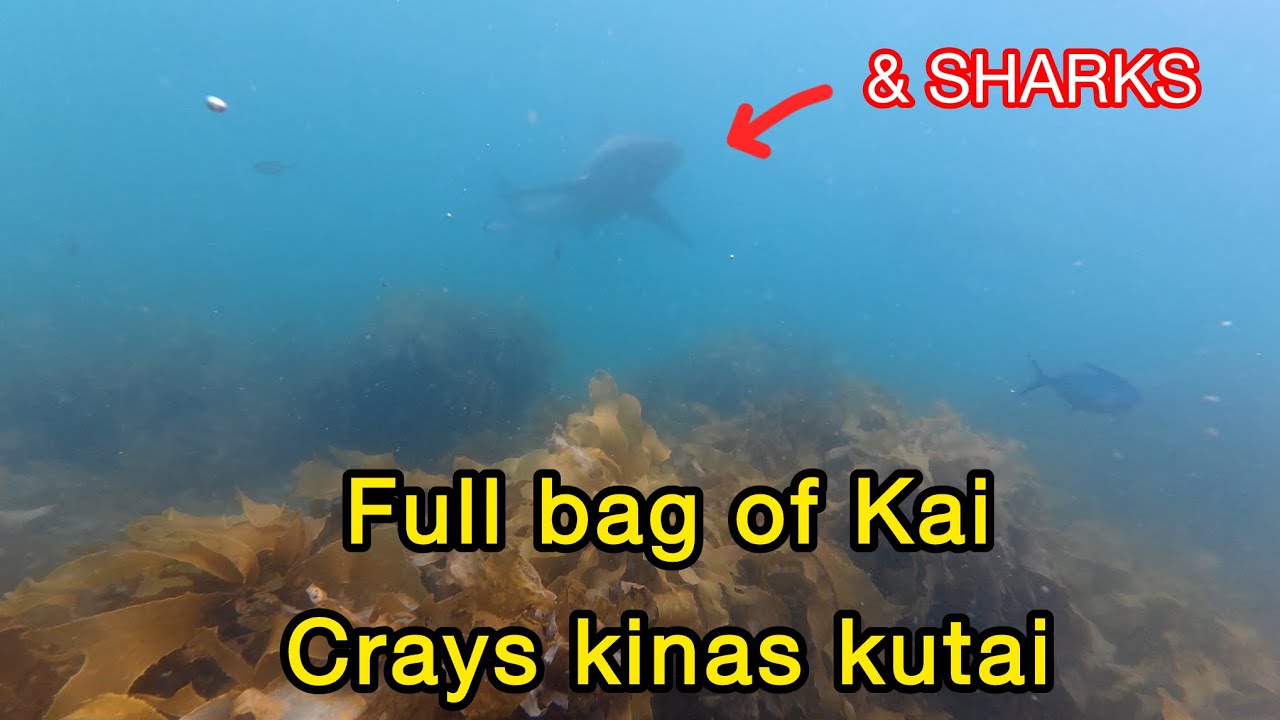 Bay of Islands Kai Dive | Crays, Kinas, Mussels & Sharks