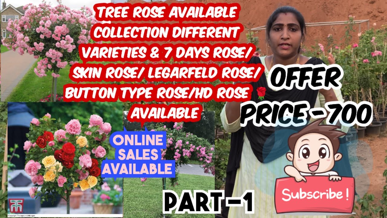 Tree rose plant available collection different varieties 7 days Rose skin Rose legarfeld rose 