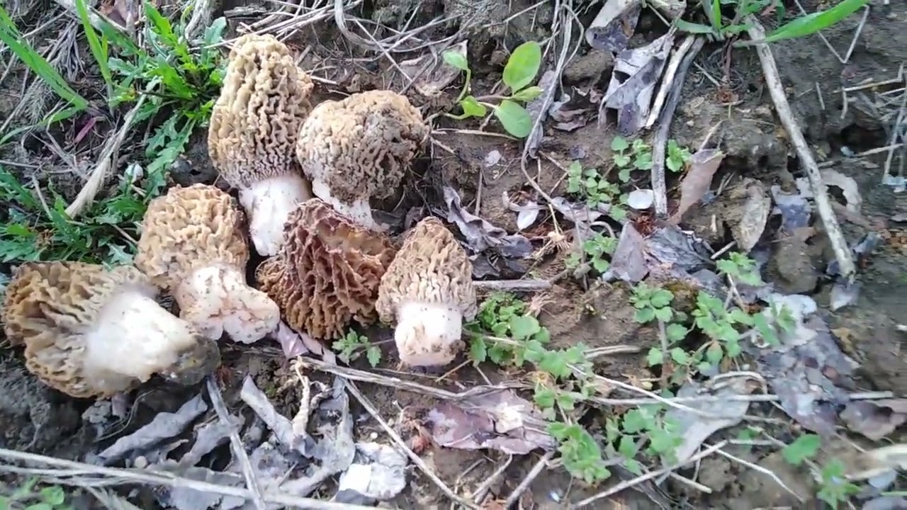 GLJIVE U APRILU - Mushrooms in April 🕵️‍♂️🍄4️⃣