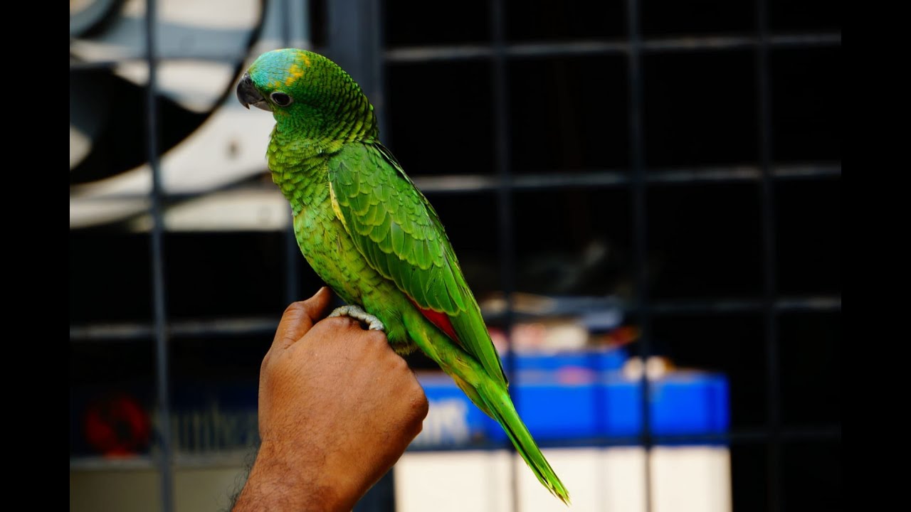 Tamed blue fronted amazon