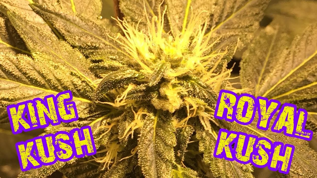 ROYAL KUSH & KING KUSH 4 weeks 12/12 BUDGET GROW