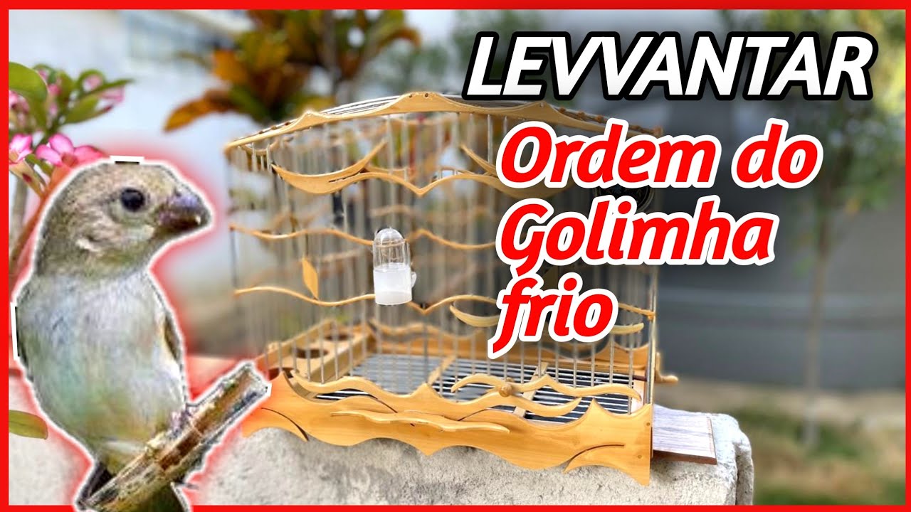 Técnicas Eficaz - como levantar Golinha frio mais rápido