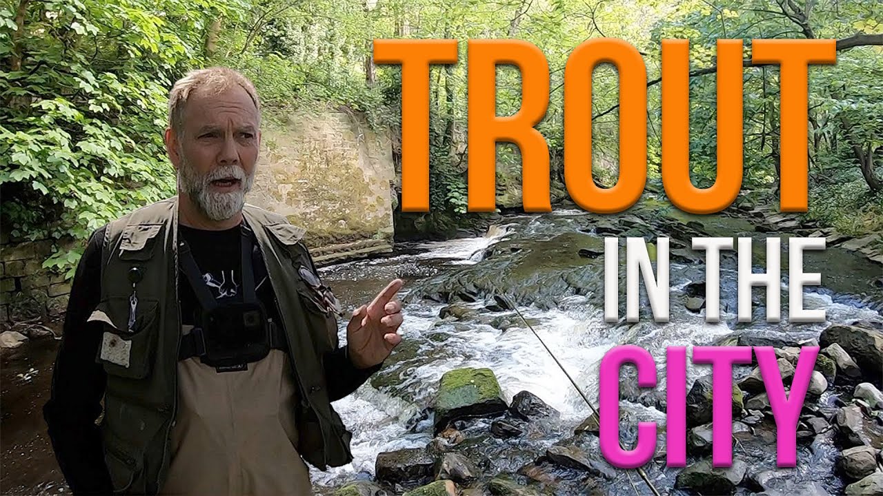 Trout in the city