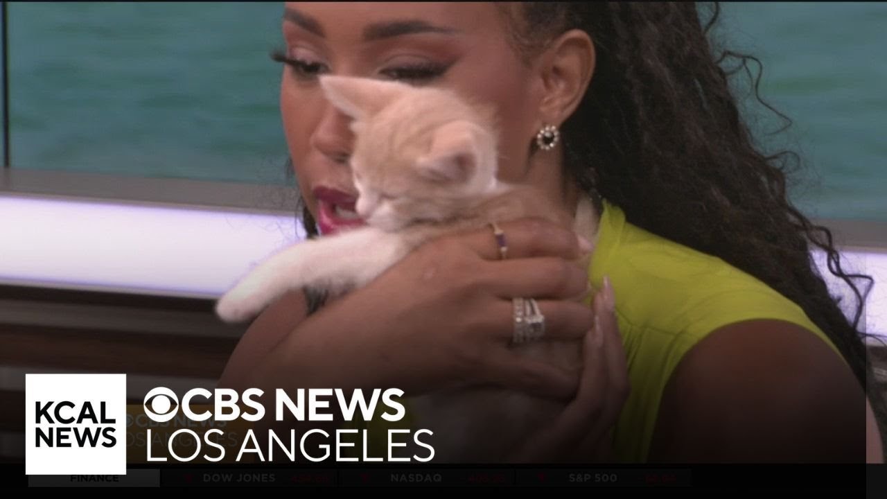 CatCon 2024 happening at Pasadena Convention Center