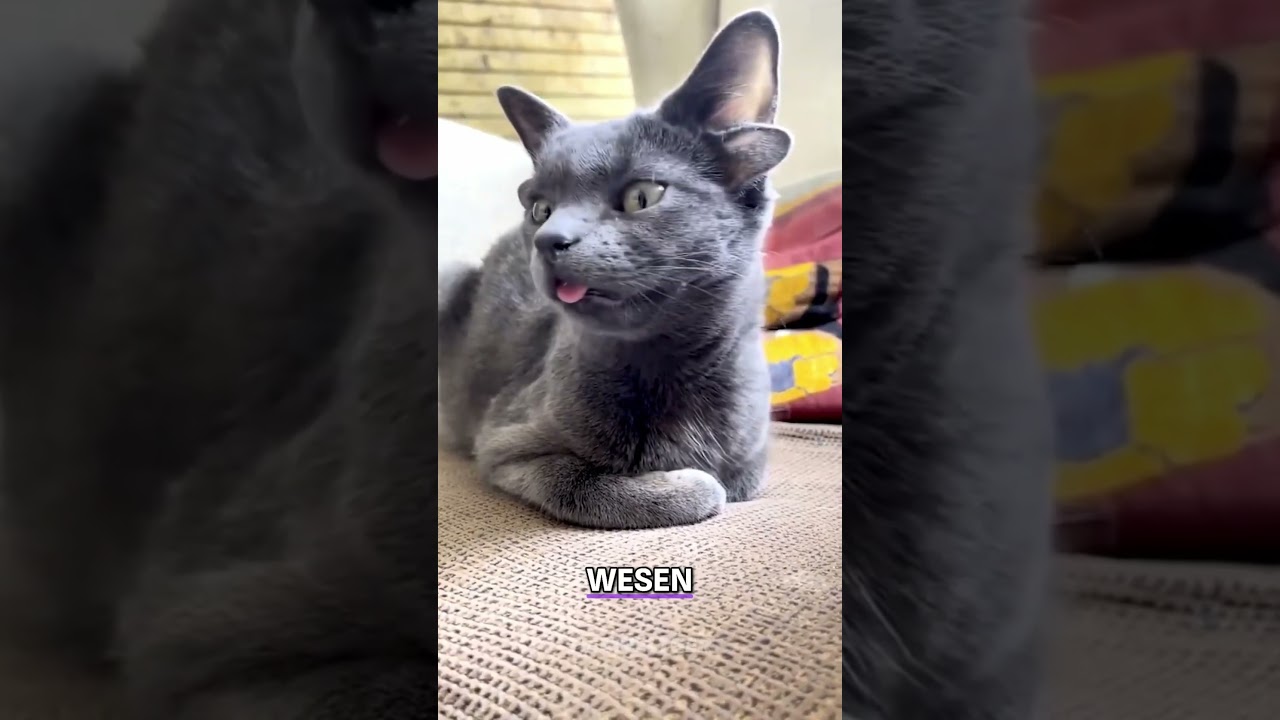 Die Katze hat 4 Ohren 🐈 #katze #Tiere #Haustiere #story #tierstory