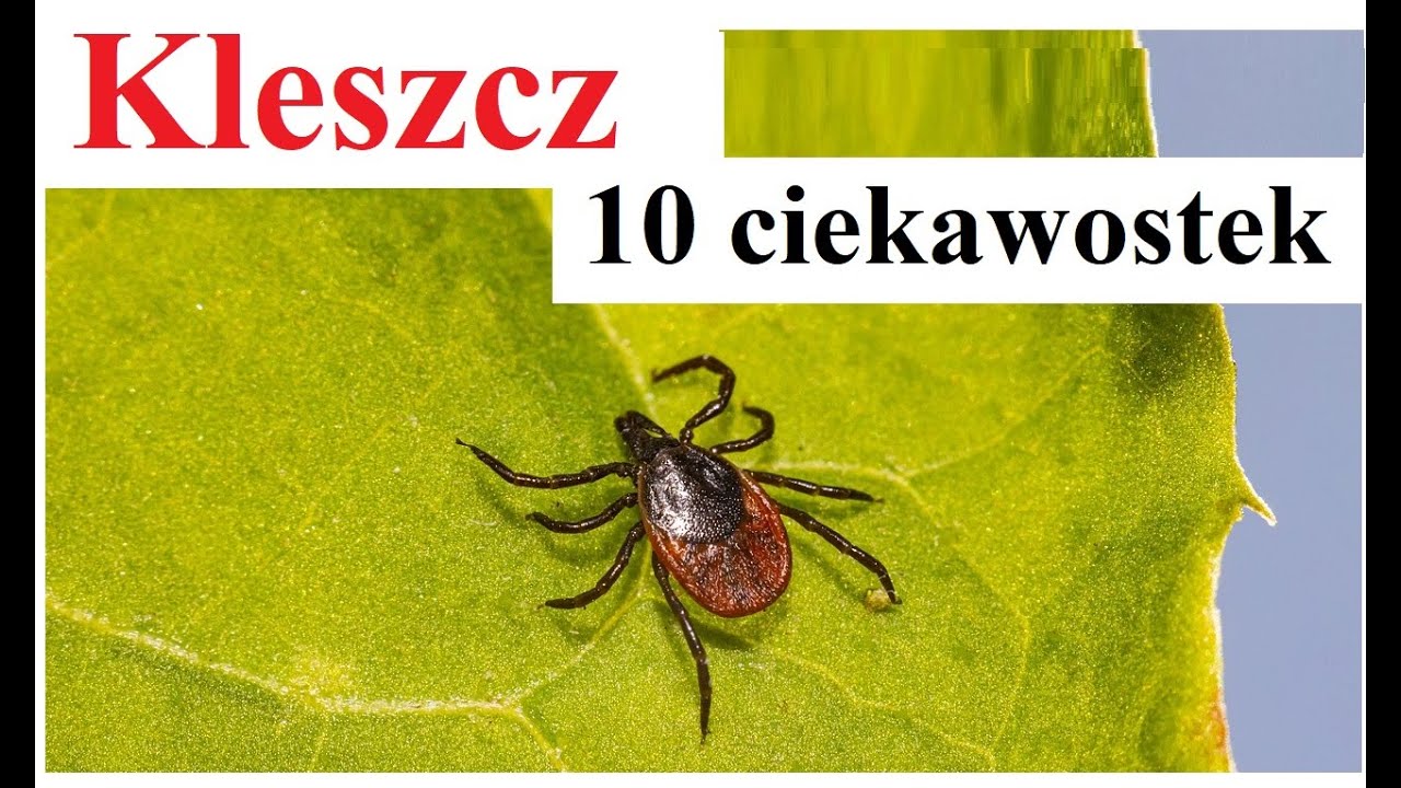 Kleszcze - 10 ciekawostek