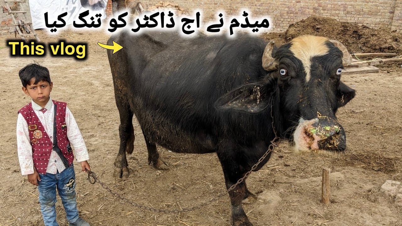 Buffalo wild farming | buffalo afternoon routine |