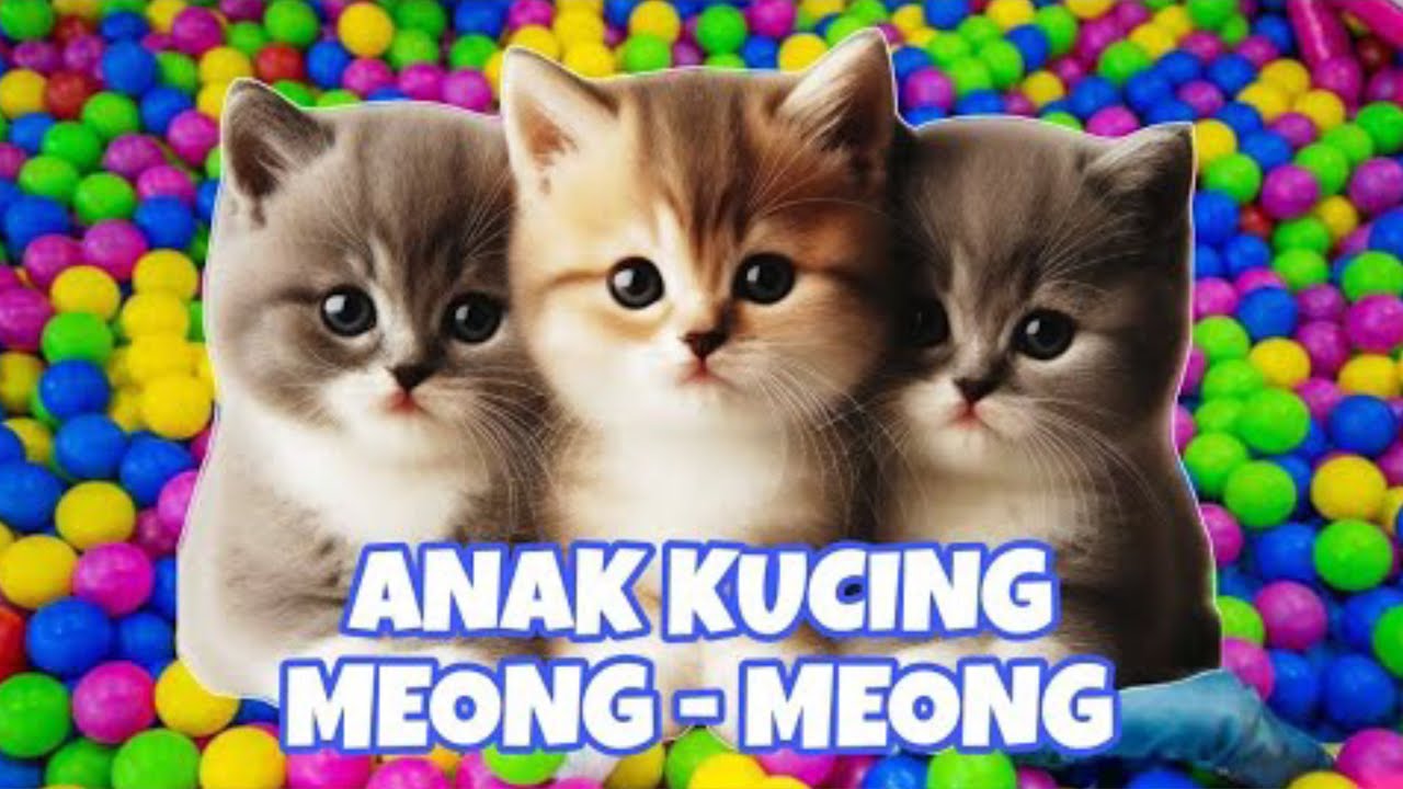 ANAK KUCING MEONG MEONG‼️  KUCING GAGAL NYOLONG‼️TAPI MASIH GEMES‼️GABISA MARAH‼️ #kucinglucu