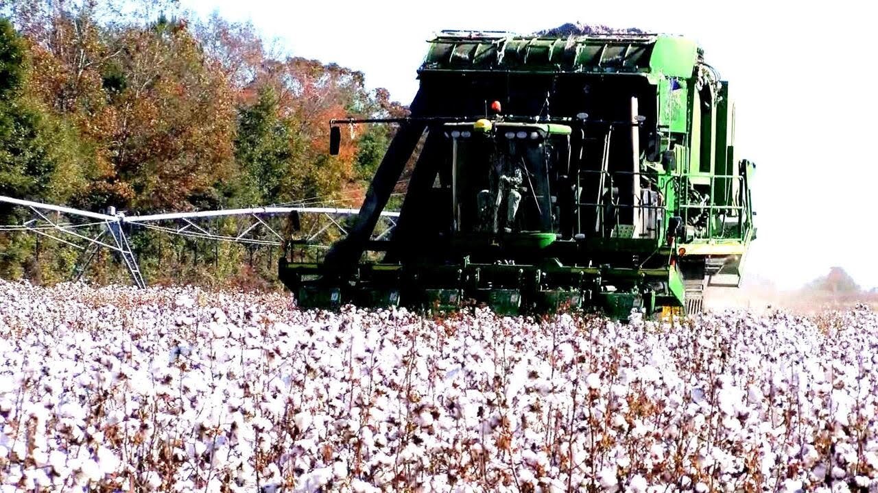 Spread of cotton pest could hurt Ga. crops, economy and consumers