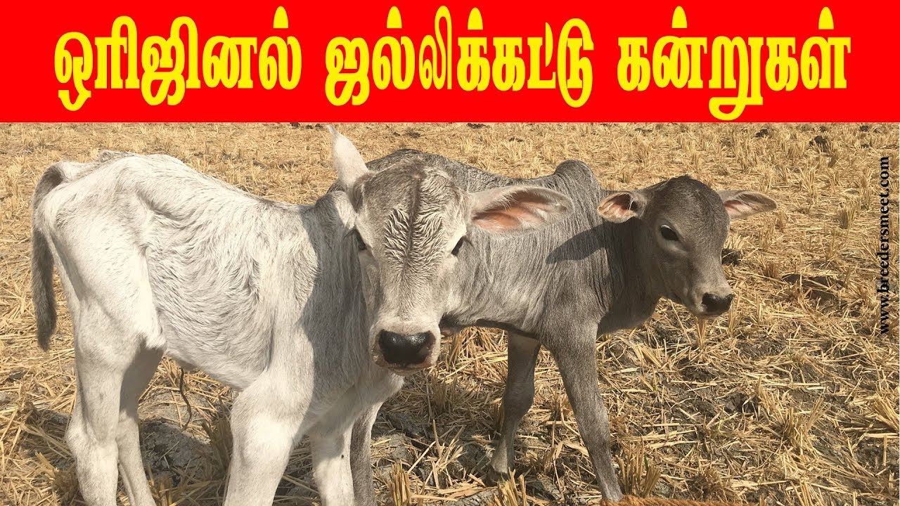 ஒரிஜினல் ஜல்லிக்கட்டு கன்றுகள் | Jallikattu new calves