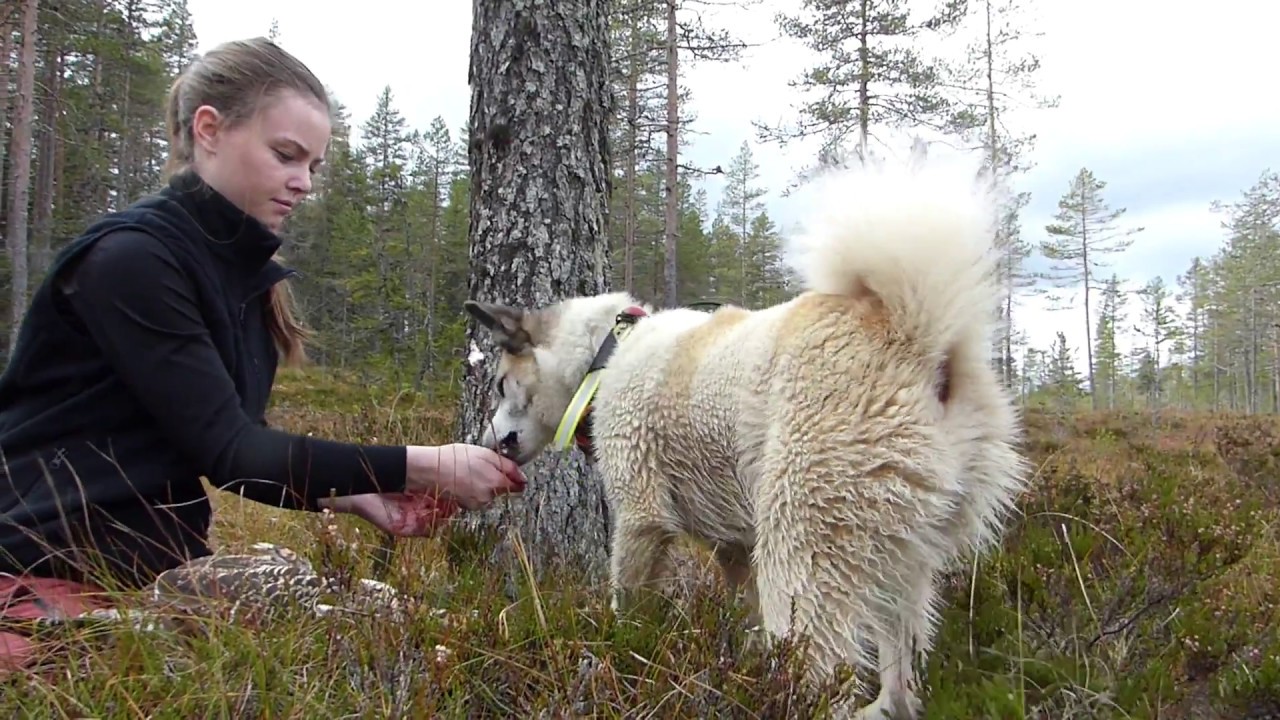 Trädskällarjakt med Finsk spets och Norrbottenspets
