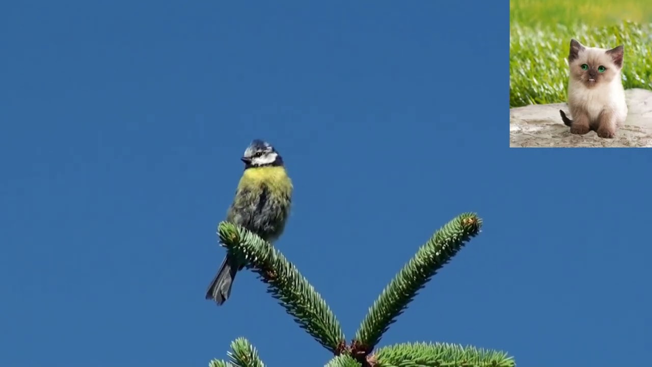 Лазоревка   Parus caeruleus