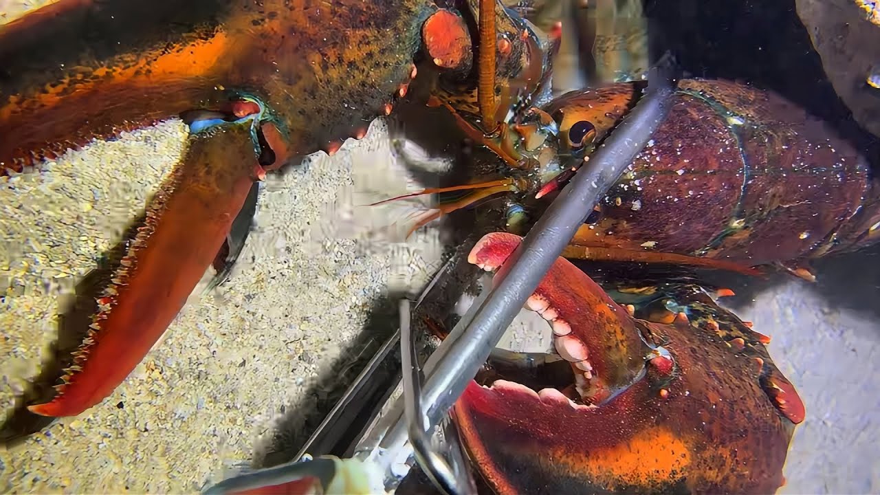 Live Stream 🟢 –Slow-Mo Catches - See Every Detail！ #diving #fishing #seafood #shorts