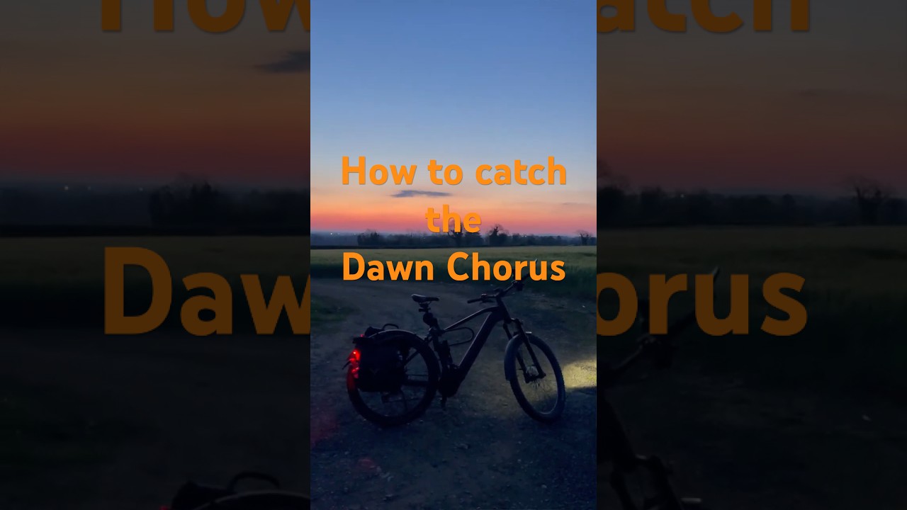 How to catch the peak Dawn Chorus in Ireland