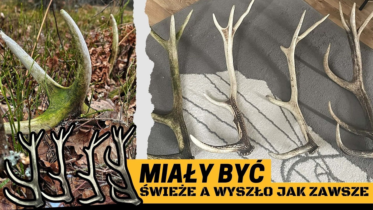 Miały być świeże a wyszło ja zawsze. #zrzuty2026 #poroże #jelenie #zrzuty