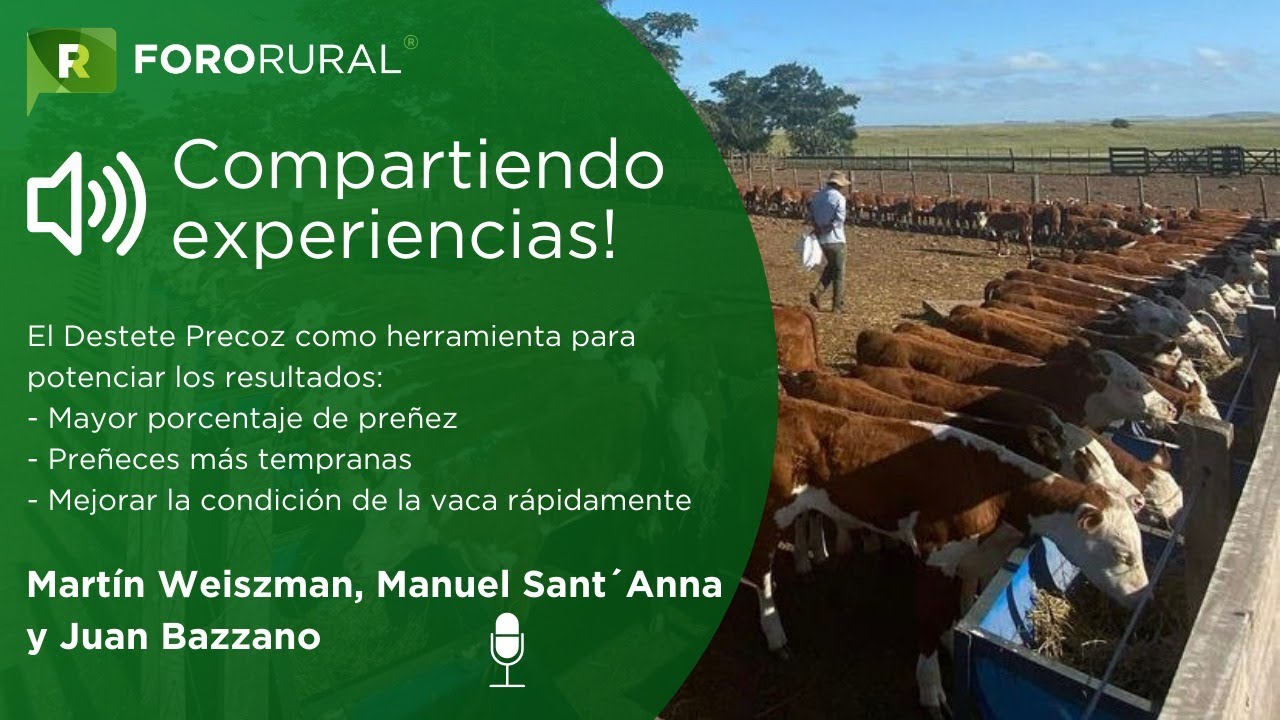 Destete Precoz: tres productores comparten su experiencia