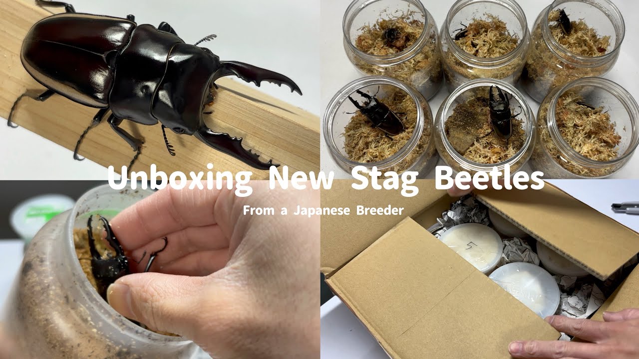 新しく迎えたクワガタの紹介｜発送する個体の梱包作業