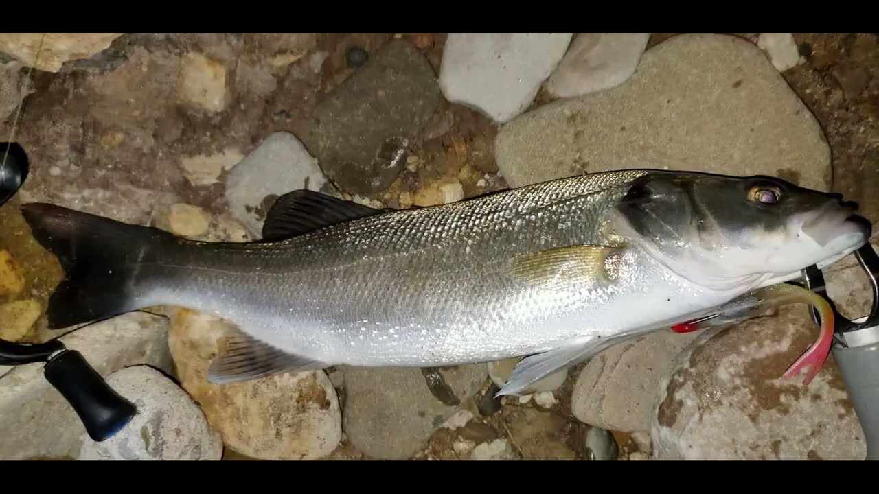 Levrek Avı Fujin Boreas 258 Cm 1-20 Gram Su Üstü Ve Silikon Kerem Ayhan Usta - Hamsylos Av Marketi