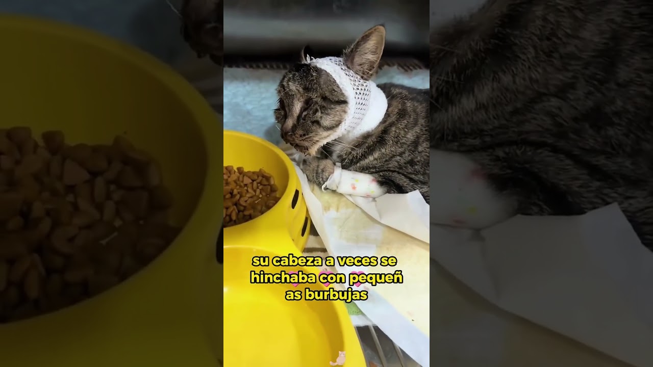 A stray cat with an inflated head #animals #Friendship #Us #cat #straycat