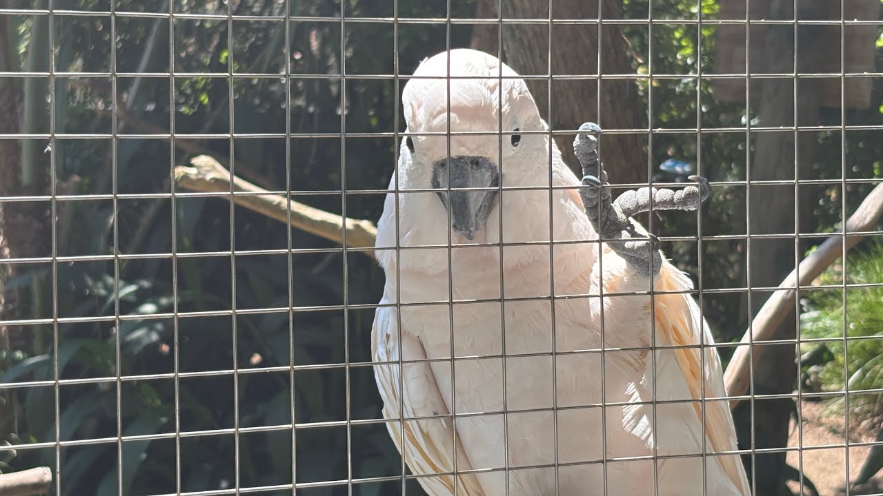 Cockatoo friend! 🫶