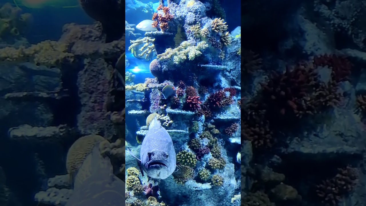 Colourful Corals in Bristol Acquarium I UK I Mom n Hans