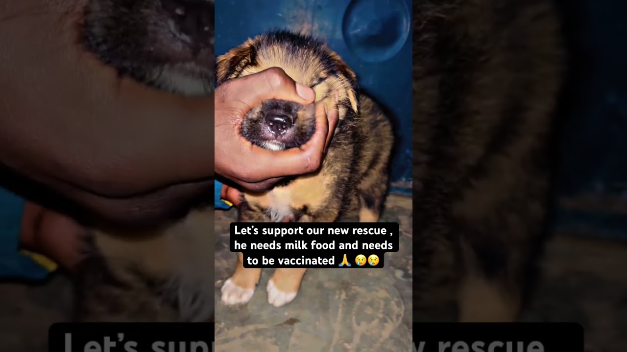 Let’s support our new rescue , he needs milk food and needs to be vaccinated 🙏 😢😢 