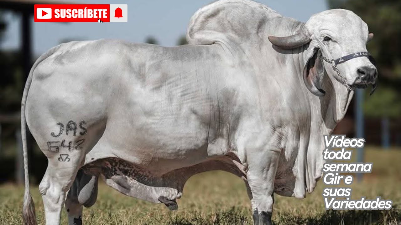 V 34 - MARUJO FIV DA XAPETUBA: A Força da Genética que Navega Rumo à Excelência!