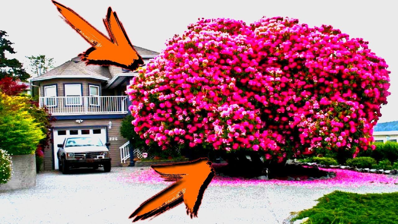 Los arboles más bellos y hermosos del mundo 🌴 Arboles viejos🌲 🌳