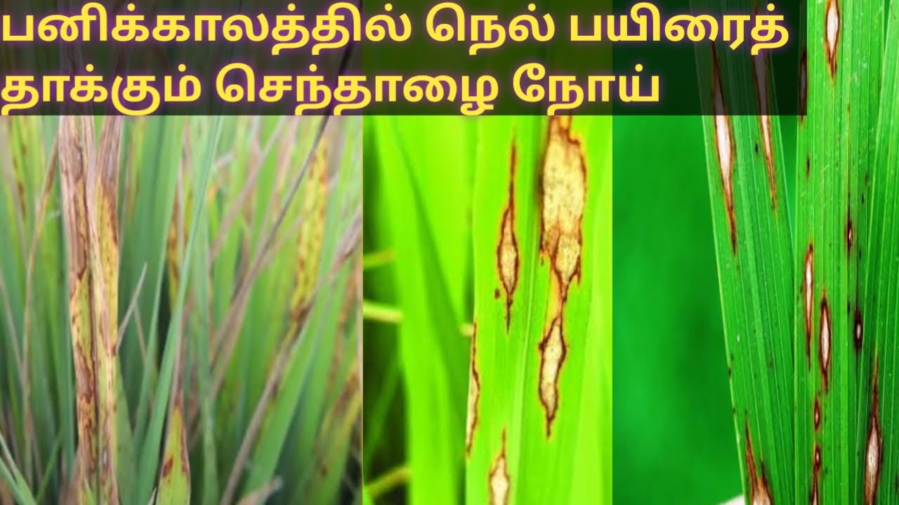 நெல் பயிரைத் தாக்கும் செந்தாழை நோய் கட்டுப்படுத்தும் மருந்து/நெல் பயிர் பணிக்கால பராமரிப்பு/Thendral