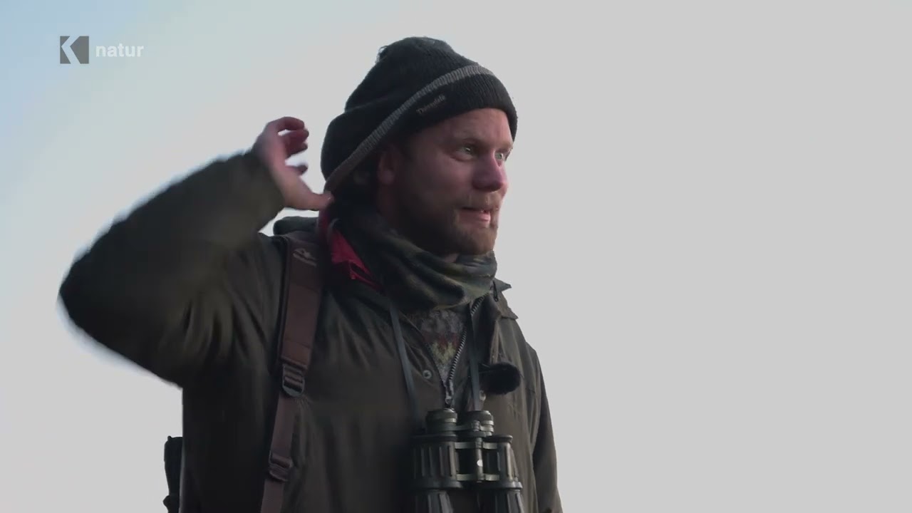 vestens vilde natur sæson 6 del 4: jagt på hjortevildt