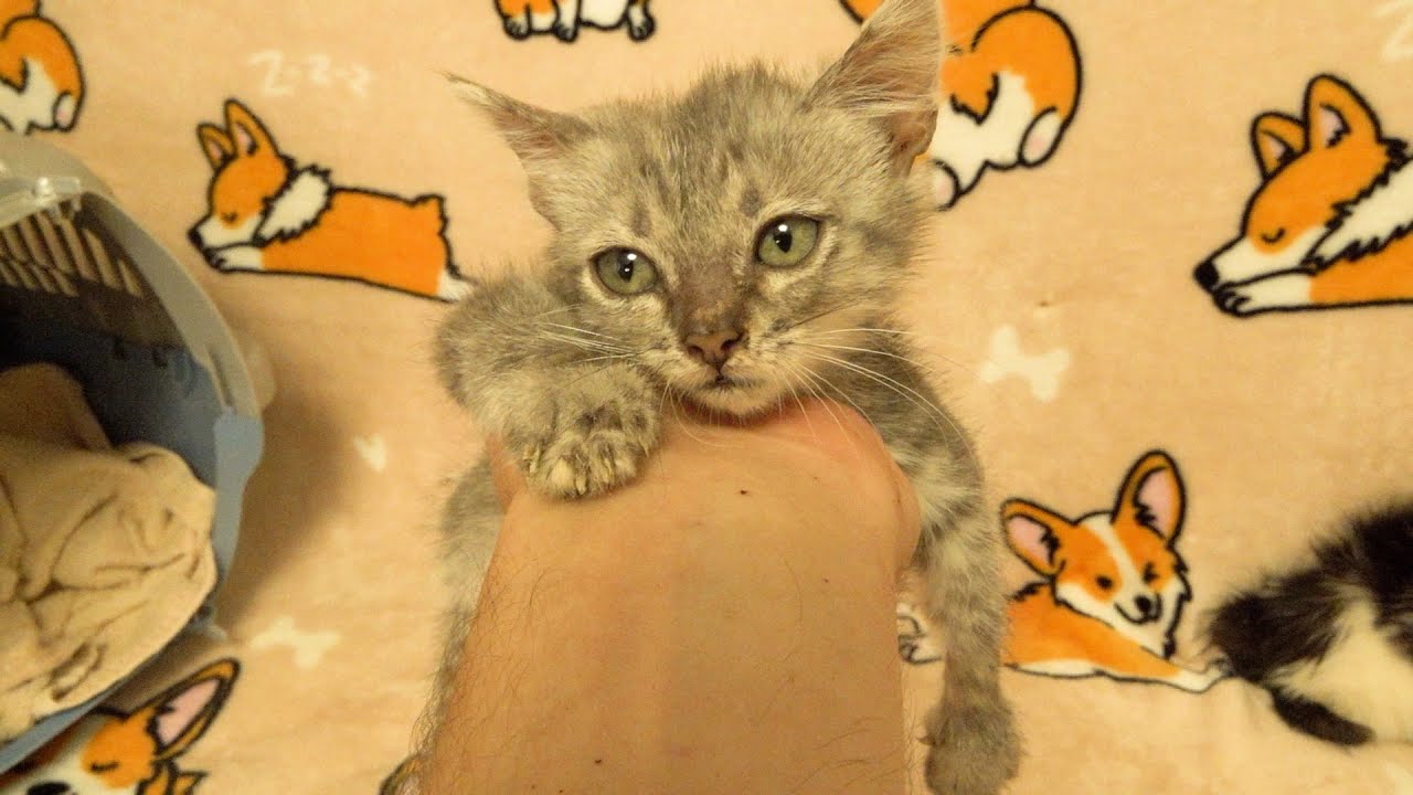 26 cats and them names