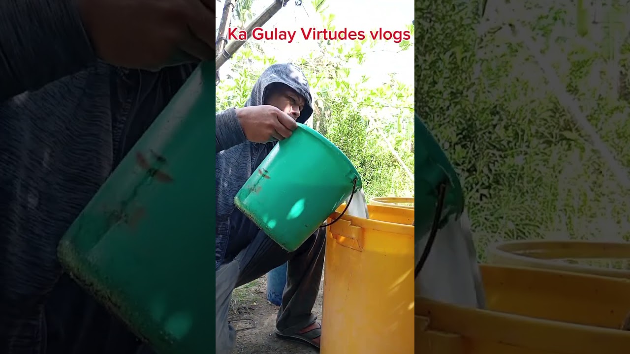 mag abuno kami ng Yara unik16 at nitrabor sa 4days na ampalaya