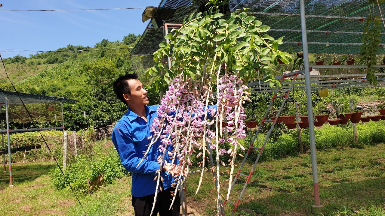 GIÒ PHI ĐIỆP KHỦNG NHẤT TỈNH HÒA BÌNH || PHONG LAN RỪNG