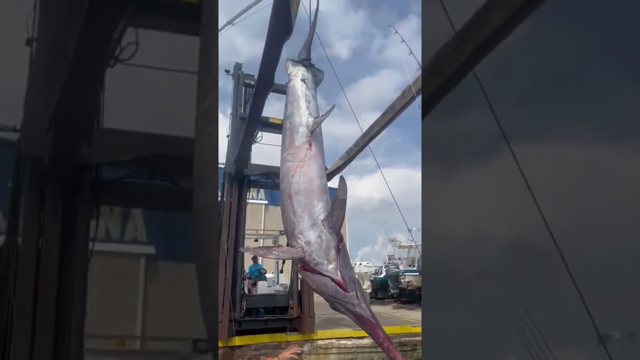The New North Carolina State Record Swordfish