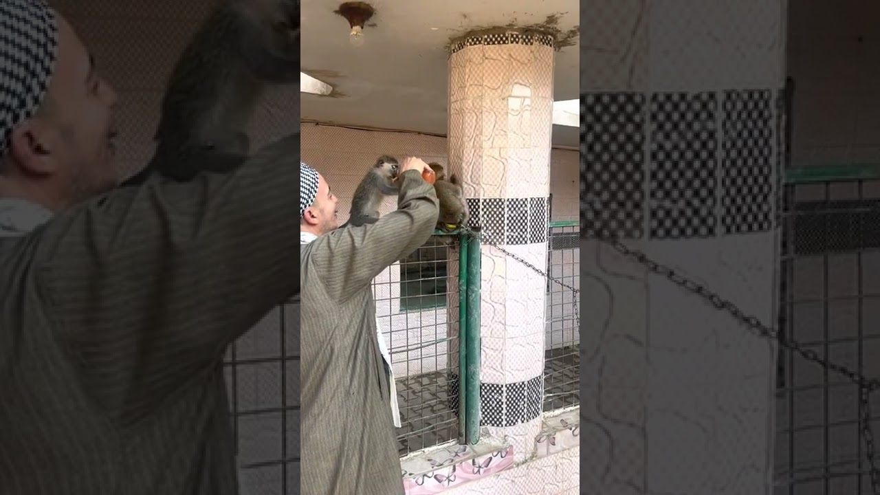 الحاج صلاح طلبة والقرد سوكه من داخل أفريكانو طلبه - اذكي قرد في مصر