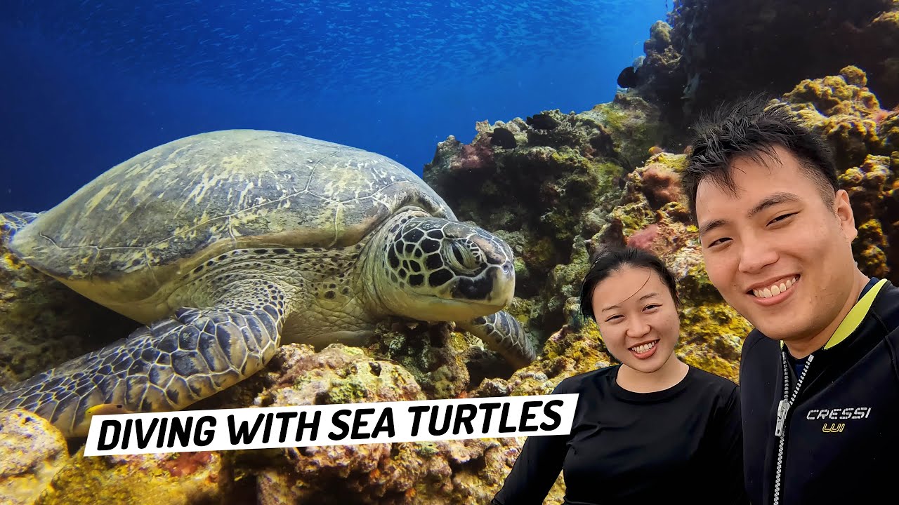 Scuba Diving with Cebu Fun Divers in Moalboal 🇵🇭 - What can you see underwater? 