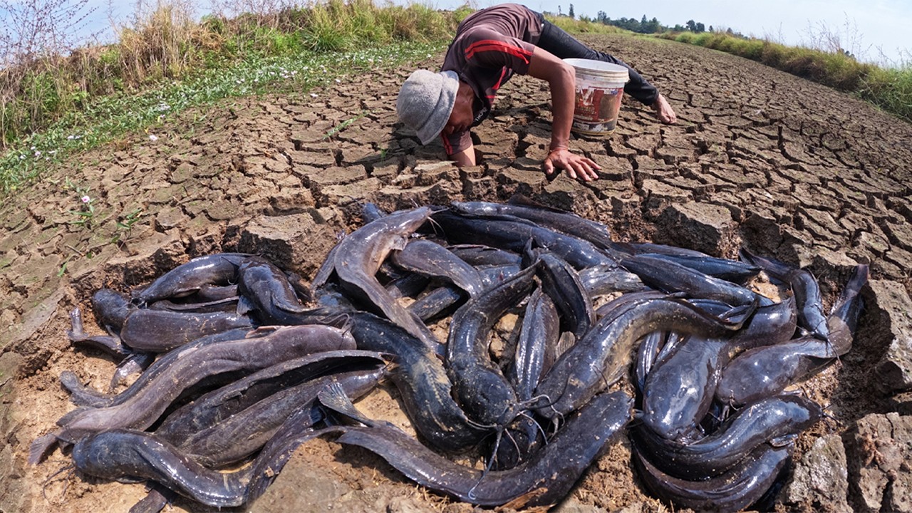 Top Video Skills Fishing - Fisherman catch a lot of fish & pick eggs by hand in field at dry season