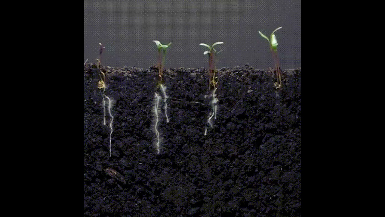 德沃多植物壯苗生根粉