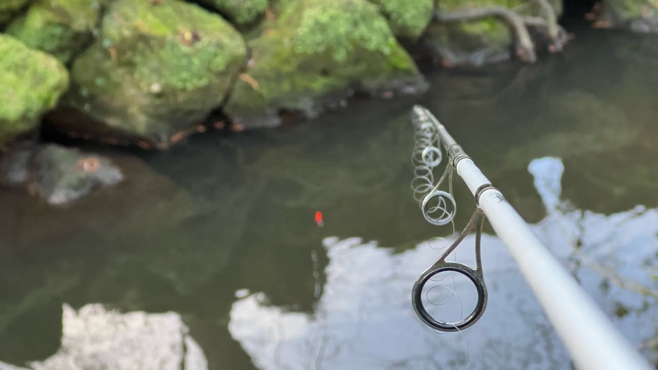 Y’a des POISSONS dans des FOSSÉS ?je PÊCHE au BOUCHON au VERS, mes SPOTS INSOLITES..#gironde