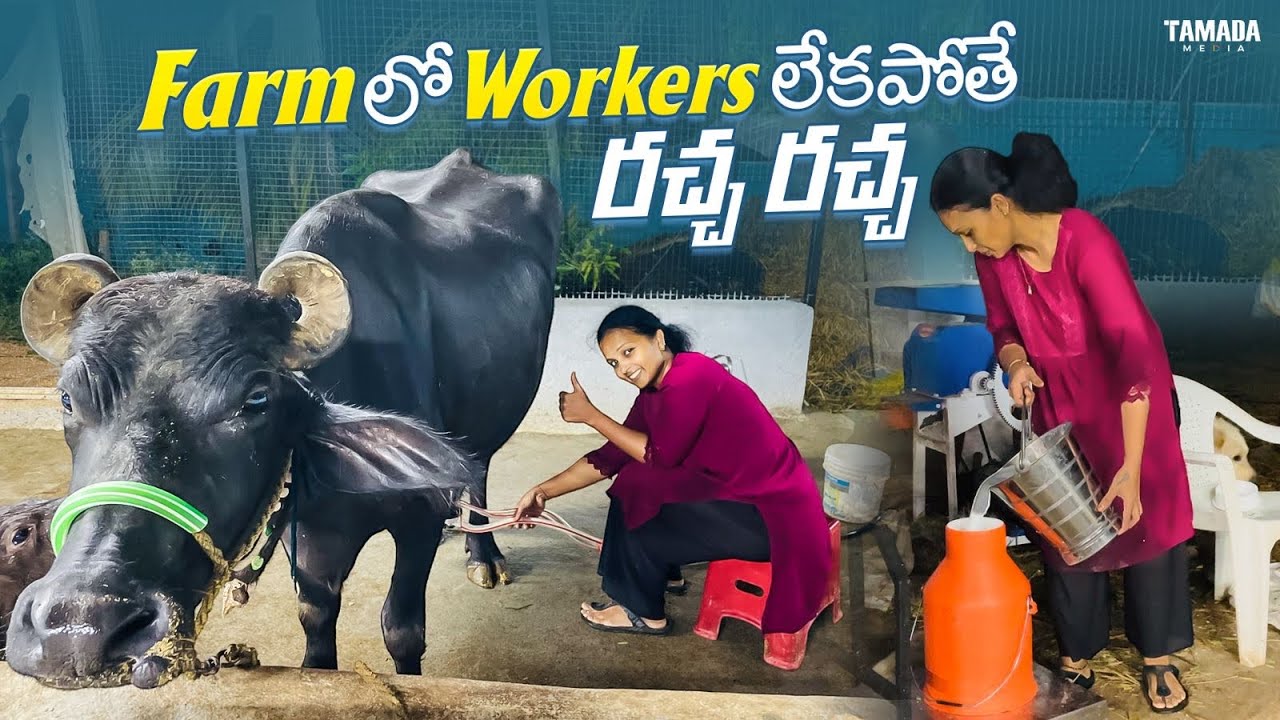 Dairy farm లో  workers లేకపోతే 🤔🤔 అమ్మో రచ్చరచ్చే😇😇|| Manthena's Masti || Tamada Media