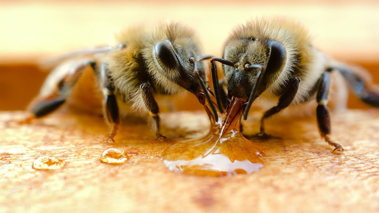 Bees make wax out of honey