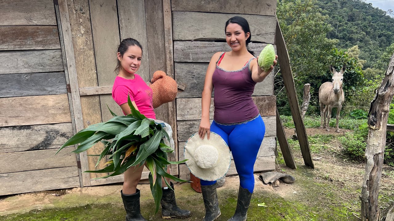 Así recogemos hierba fresca para mis cuyes en el campo 